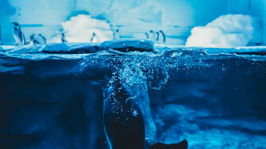Verbeter je mentale veerkracht met ijsbaden